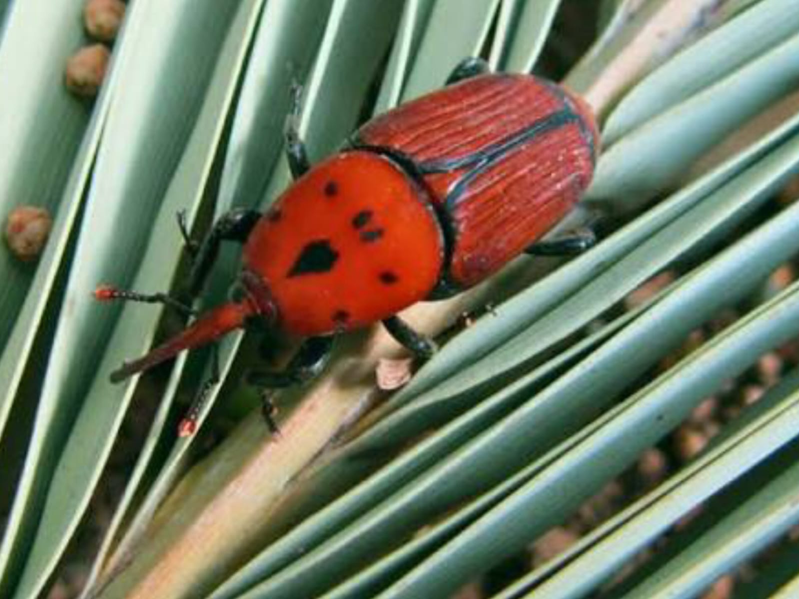 Detectan Picudo Rojo en Young y activan medidas de vigilancia en Río Negro