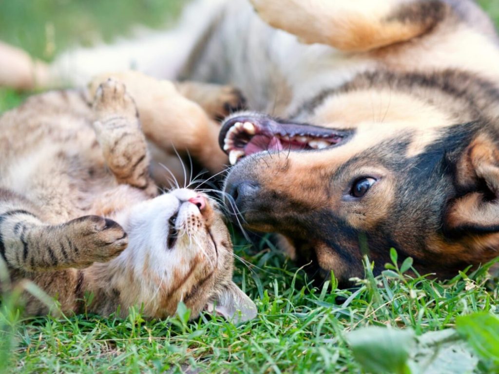 Inscripciones para castraciones gratuitas de perros y gatos en Río Negro
